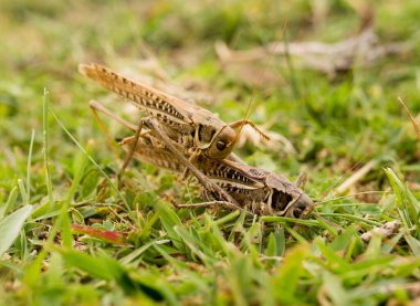 Doğadaki çekirge. Makro. Doğadaki parkta.
