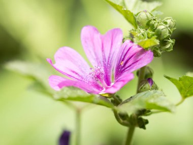 Doğada güzel mor bir çiçek. Doğadaki parkta.