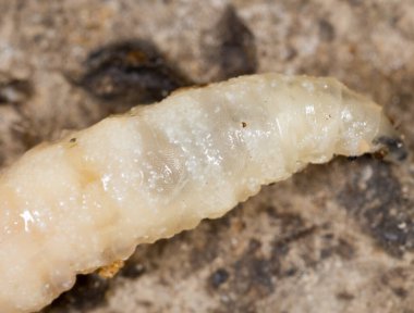 Doğada beyaz kurtçuklar. Makro. Doğadaki parkta.