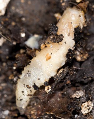 Doğada beyaz kurtçuklar. Makro. Doğadaki parkta.