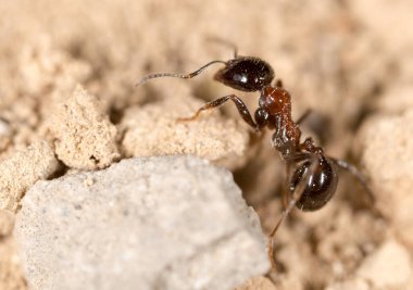 Doğadaki karınca. Makro. Doğadaki parkta.