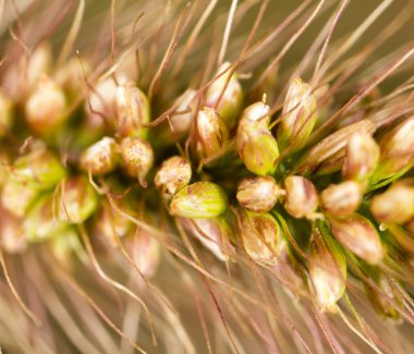 Kulağıma ot tohumu kaçtı. Makro. Doğadaki parkta.
