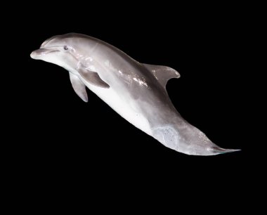 Siyah arka planda bir yunus. Fotoğraflar stüdyoda.