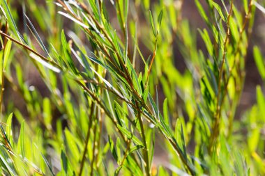 yeşil yapraklar doğada bir dalda .