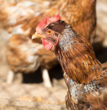Zencefilli tavuk çiftliği. Doğadaki parkta.