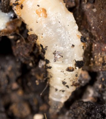 Doğada beyaz kurtçuklar. Makro. Doğadaki parkta.