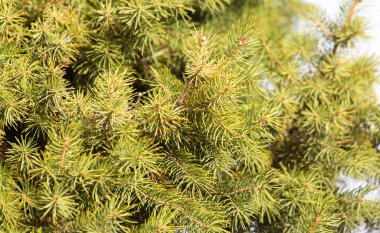 Doğadaki yeşil köknar ağacı. Doğadaki parkta.