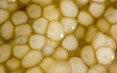 Arka plan olarak taze balık yumurtası. makro .