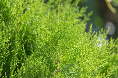 Thuja doğada bobinlenir. Doğadaki parkta.