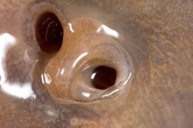 Burun balığı. Makro. Soyut bir dokunun fotoğrafı