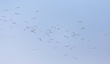 Uçan bir martı sürüsü. Doğadaki parkta.