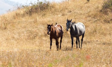 Sonbaharda otlakta at sürüsü .