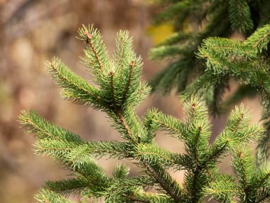 Doğadaki yeşil köknar ağacı. Doğadaki parkta.