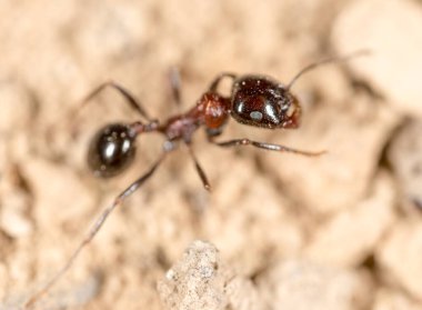 Doğadaki karınca. Makro. Doğadaki parkta.