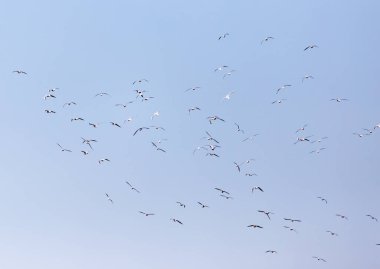 Uçan bir martı sürüsü. Doğadaki parkta.