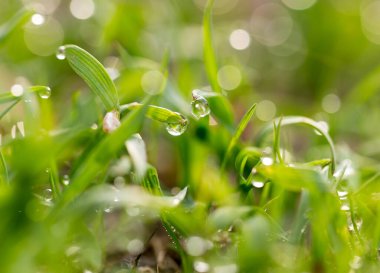 Yeşil çimlerin üzerindeki çiy damlaları. makro .