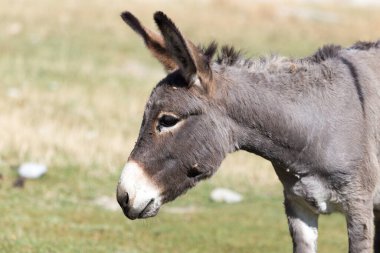 Doğada sonbaharda bir eşeğin portresi .