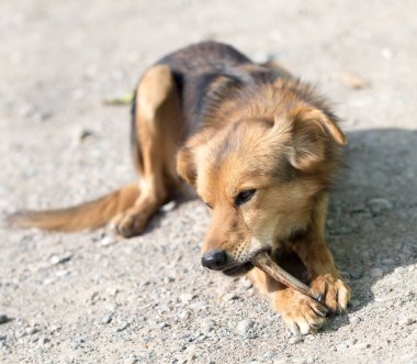 Köpek kemik yiyor. Doğadaki parkta.