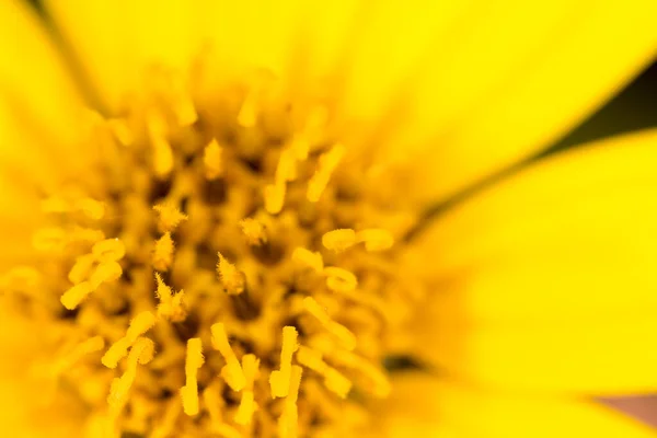 Yellow Flower Nature Park Nature — Stock Photo, Image