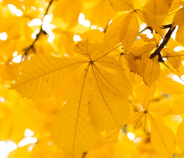 Leaves Tree Nature Autumn — Stock Photo, Image