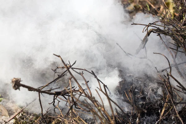 Humo Las Hojas Naturaleza —  Fotos de Stock