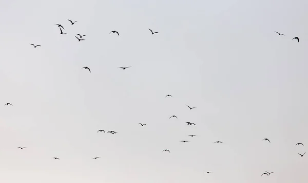 Sekawanan Burung Camar Langit Saat Matahari Terbenam — Stok Foto