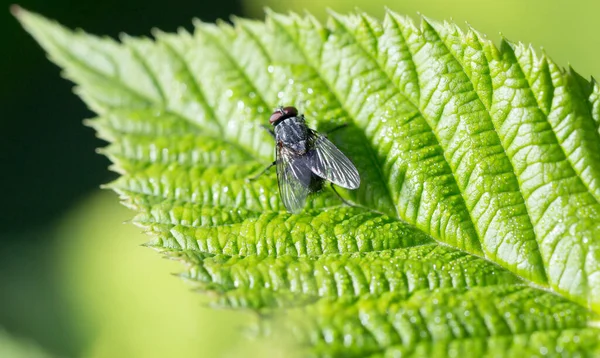 Fly Green Leaf Macro Park Nature — Stock Photo, Image