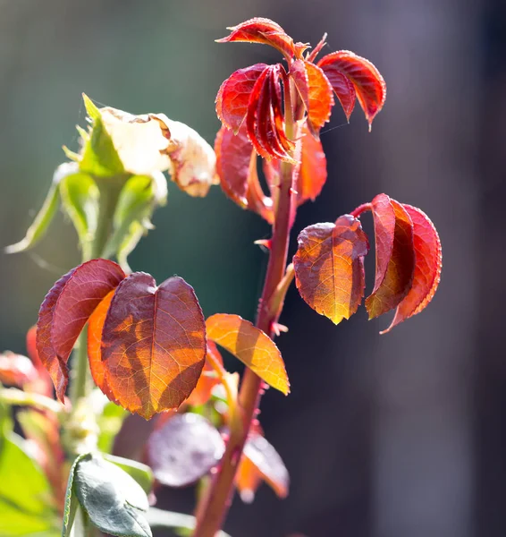 Červené Listy Přírodě Parku Přírodě — Stock fotografie