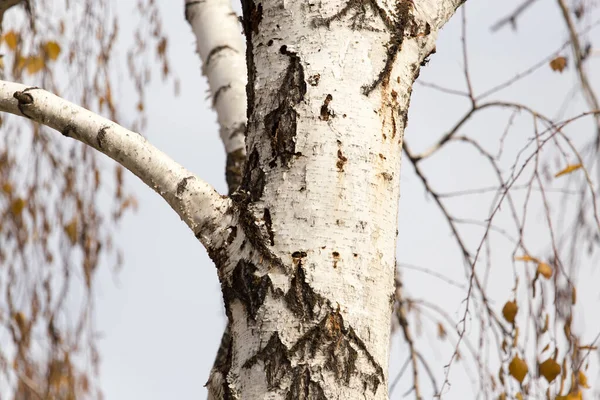 Pień Brzozy Naturze Jesienią Parku Przyrodzie — Zdjęcie stockowe