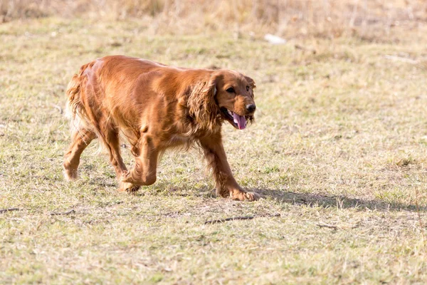 自然界の赤い犬 自然公園で — ストック写真