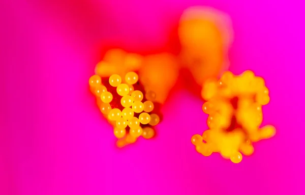 Pyl Květině Makro Parku Přírodě — Stock fotografie