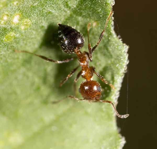 Ant Nature Macro Park Nature — Stock Photo, Image