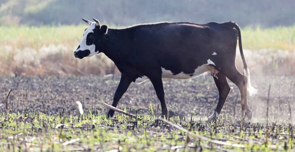 Vache Dans Pâturage Dans Parc Dans Nature — Photo