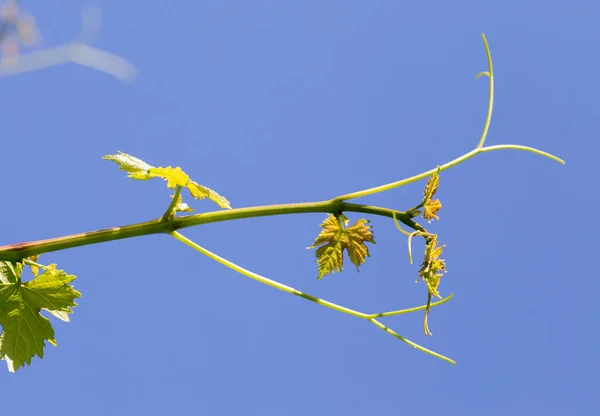 Branch Grapes Background Blue Sky — Stock Photo, Image