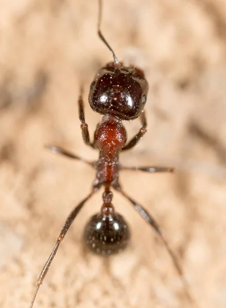 Fourmi Dans Nature Macro Dans Parc Dans Nature — Photo