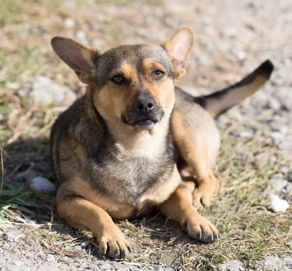 Dog Nature Park Nature — Stock Photo, Image