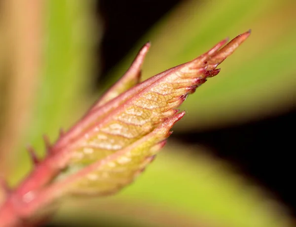 Folha Árvore Natureza Macro Parque Natureza — Fotografia de Stock