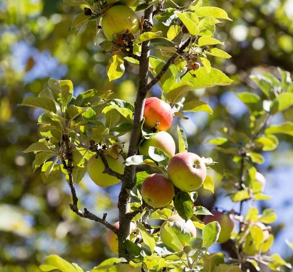 Reife Äpfel Baum Der Natur — Stockfoto