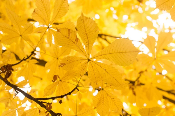 Las Hojas Árbol Naturaleza Otoño —  Fotos de Stock