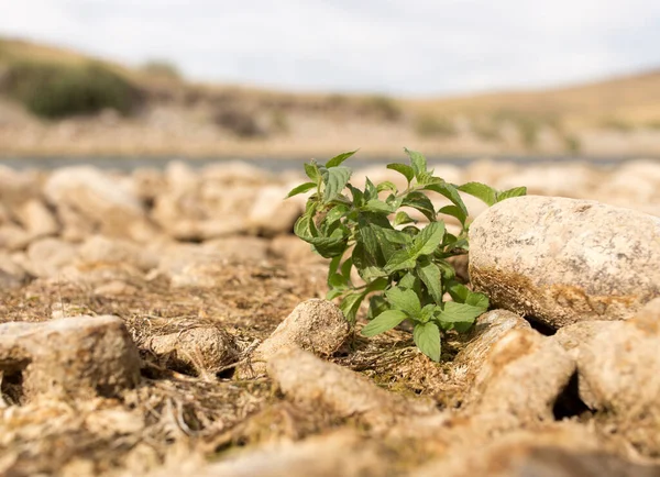 Erba Nelle Rocce All Aperto Nel Parco Nella Natura — Foto Stock