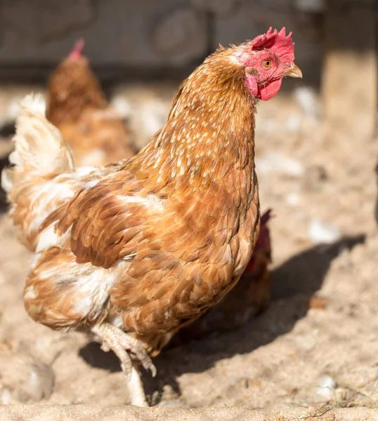 Zencefilli tavuk çiftliği. Doğadaki parkta.