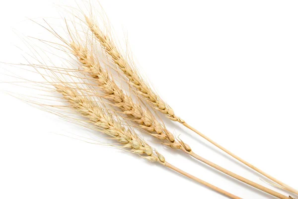 Уши Пшеницы Белом Фоне — стоковое фото
