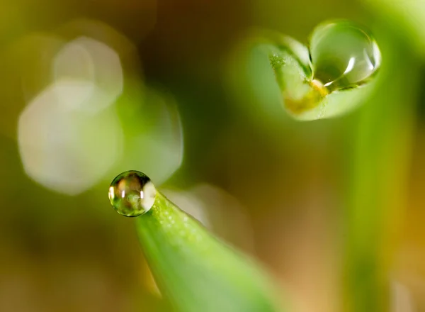 Drops Dew Green Grass Macro — Stock Photo, Image