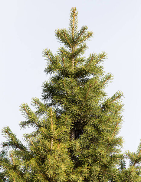 зеленая ель в природе. В парке на природе