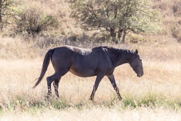 Cavallo Pascolo Autunno — Foto Stock