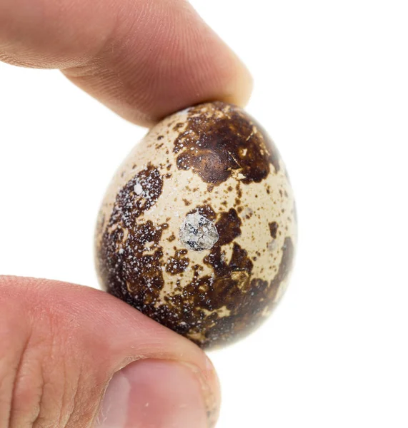 Quail Egg Hand White Background — Stock Photo, Image