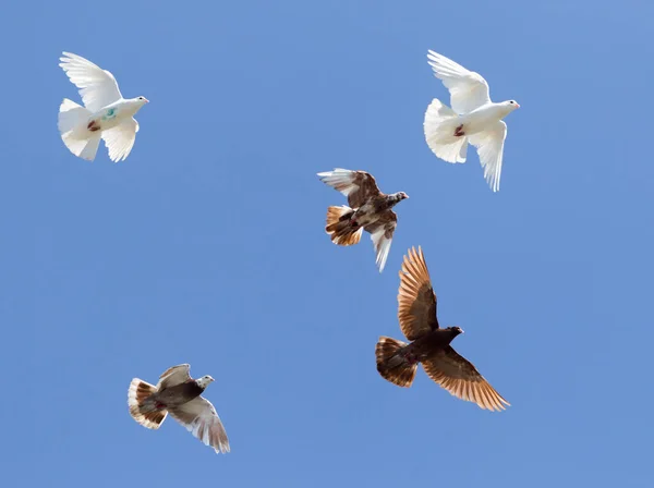 Flock Pigeons Blue Sky Park Nature — Stock Photo, Image