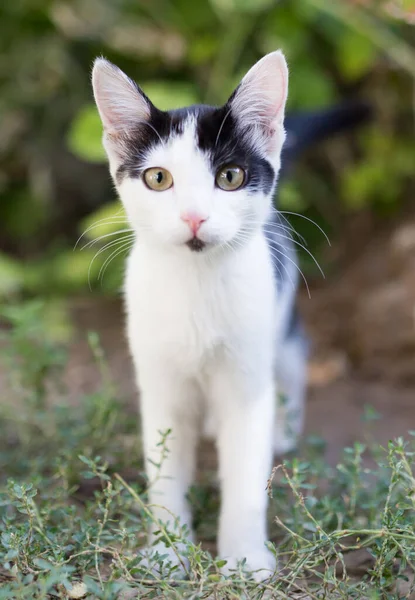 Doğada Güzel Bir Kedi Yavrusu Doğadaki Parkta — Stok fotoğraf