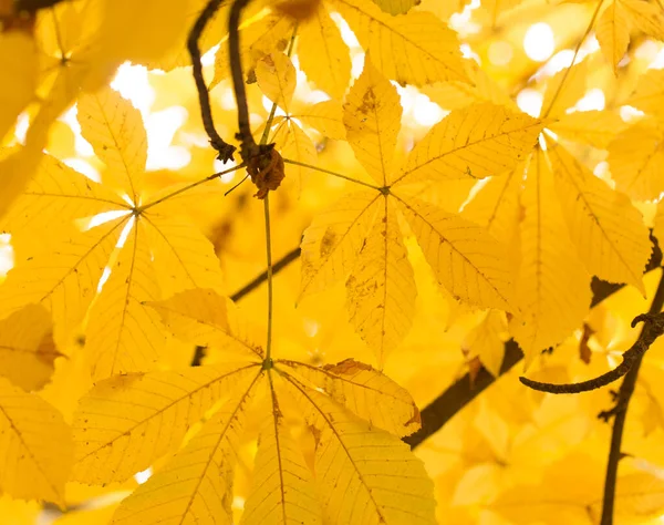 Leaves Tree Nature Autumn — Stock Photo, Image