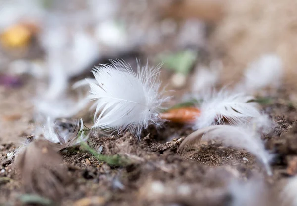 Plume Blanche Sur Sol Dans Parc Dans Nature — Photo